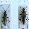 Oedemera divers